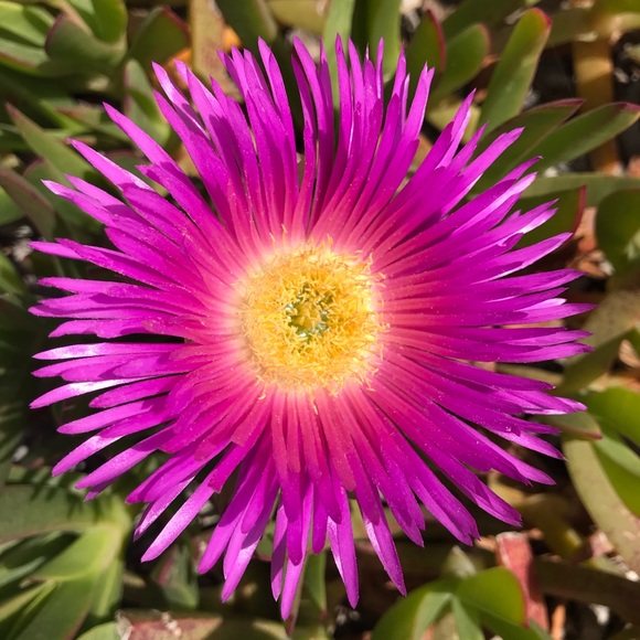 mypinkflower